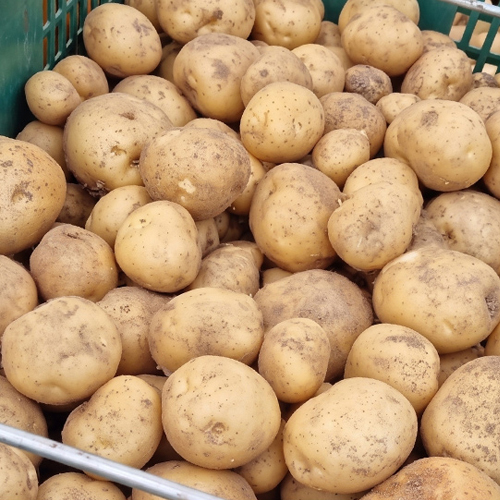 26년 수확 햇감자 특, 왕특 